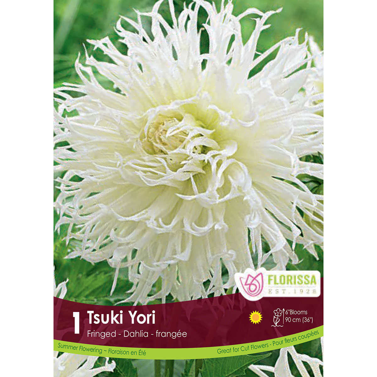 Dahlia 'Tsuki Yori' Tuber