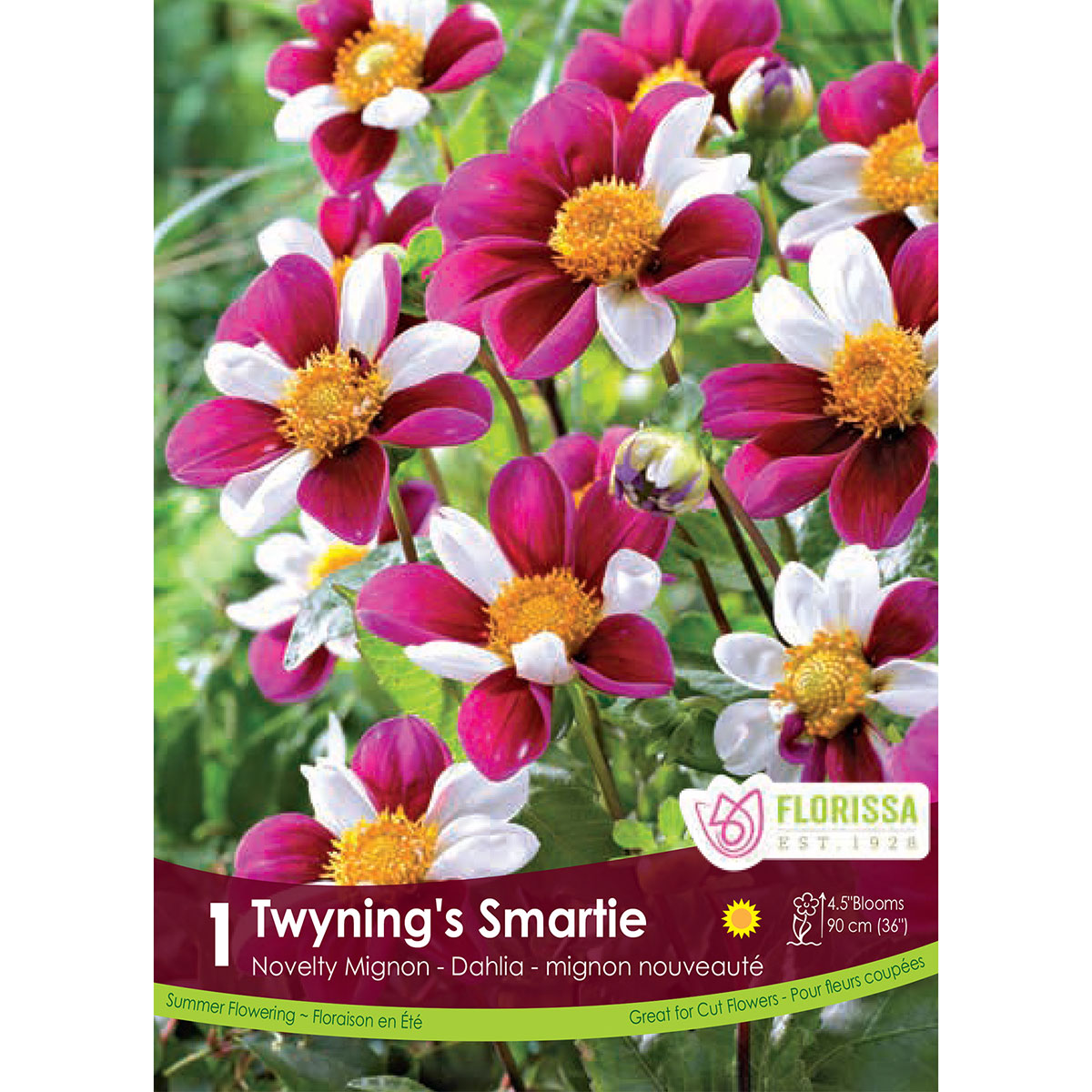 Dahlia_Twynings_Smartie.jpg
