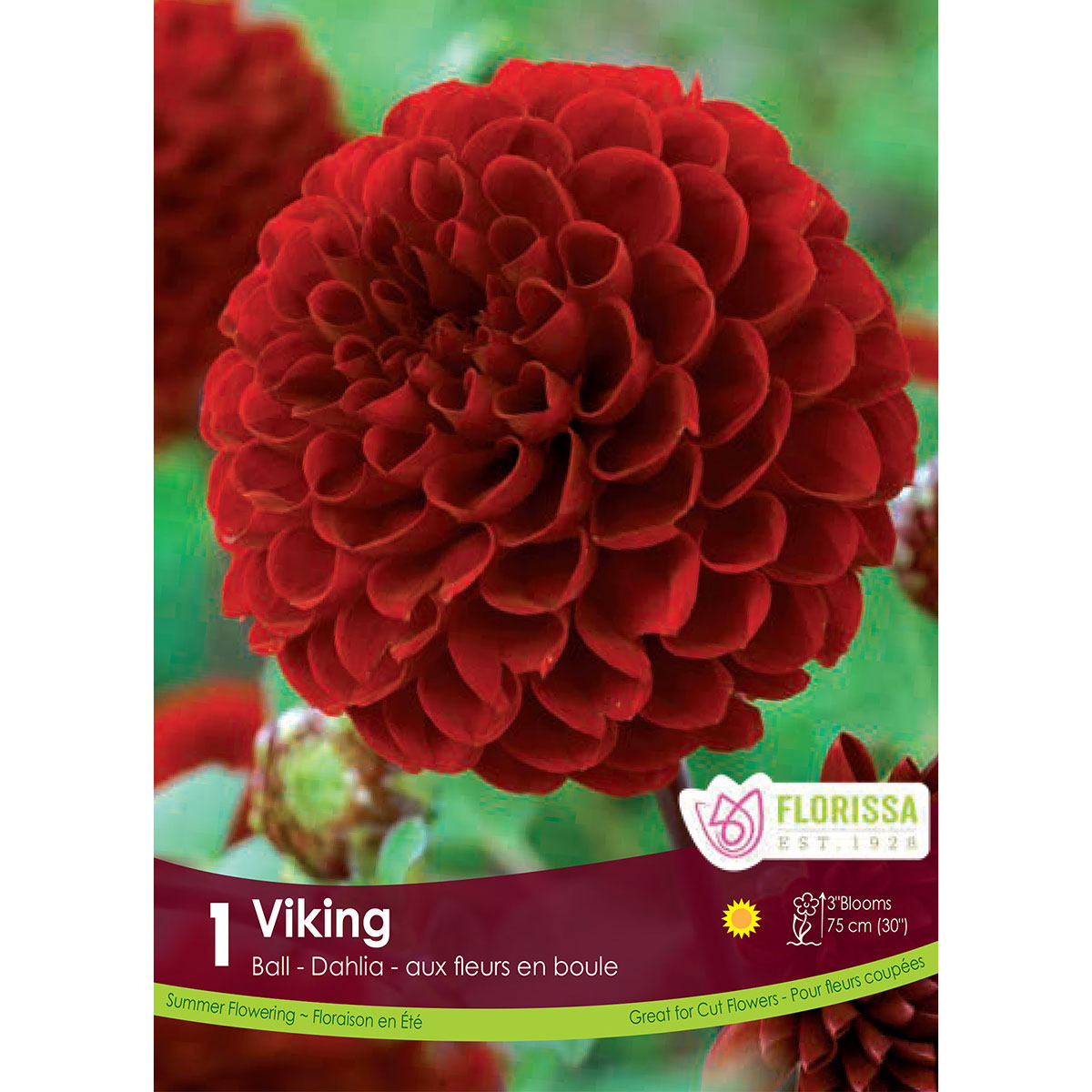 Dahlia_Viking_Pompom.jpg