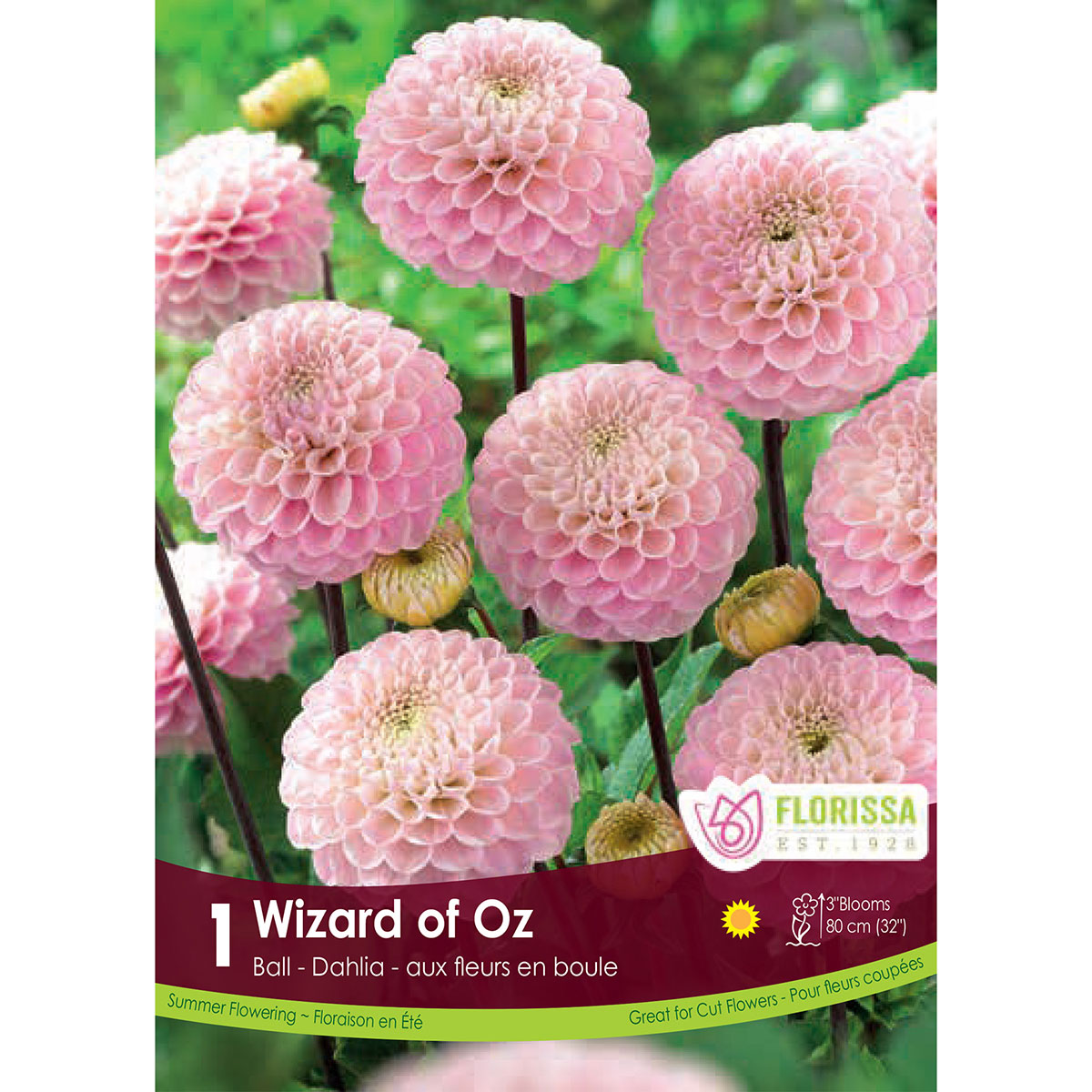 Dahlia 'Wizard Of Oz' Tuber