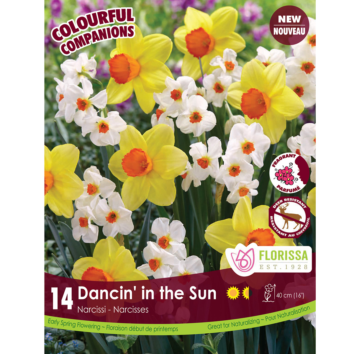 Colourful Companions 'Dancin' In the Sun' Bulbs