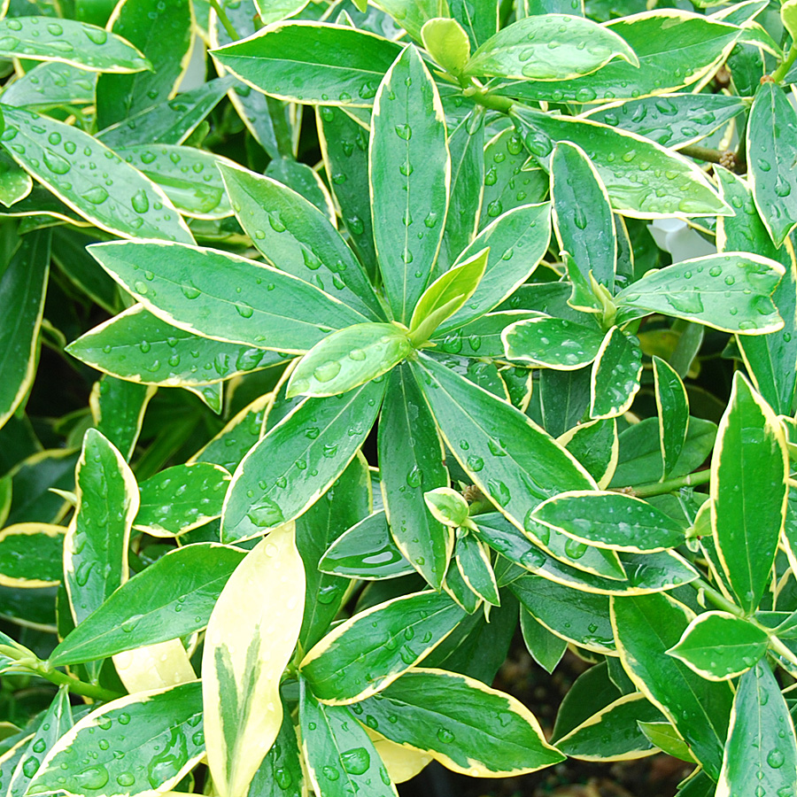 Daphne odora 'Aureo-marginata'