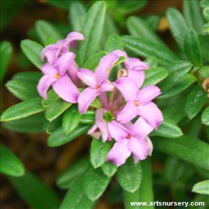 Daphne medfordensis 'Lawrence Crocker'