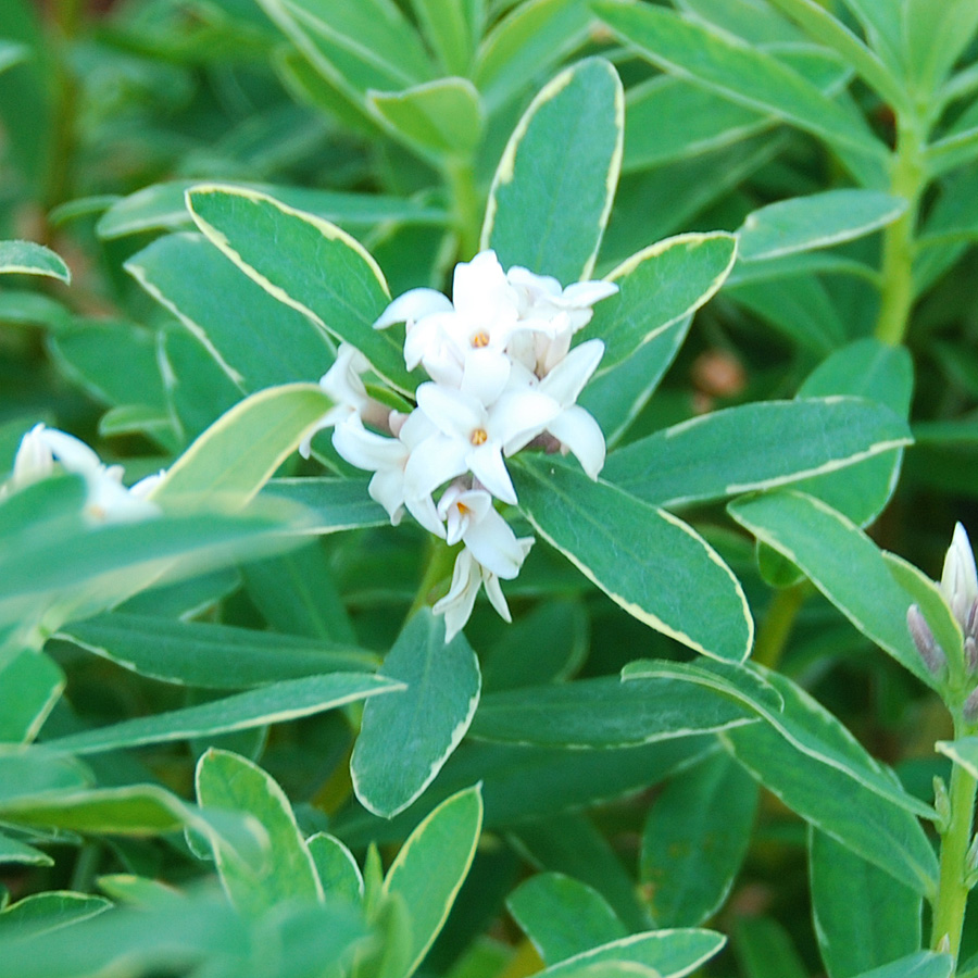 Daphne transatlantica 'Summer Ice' 