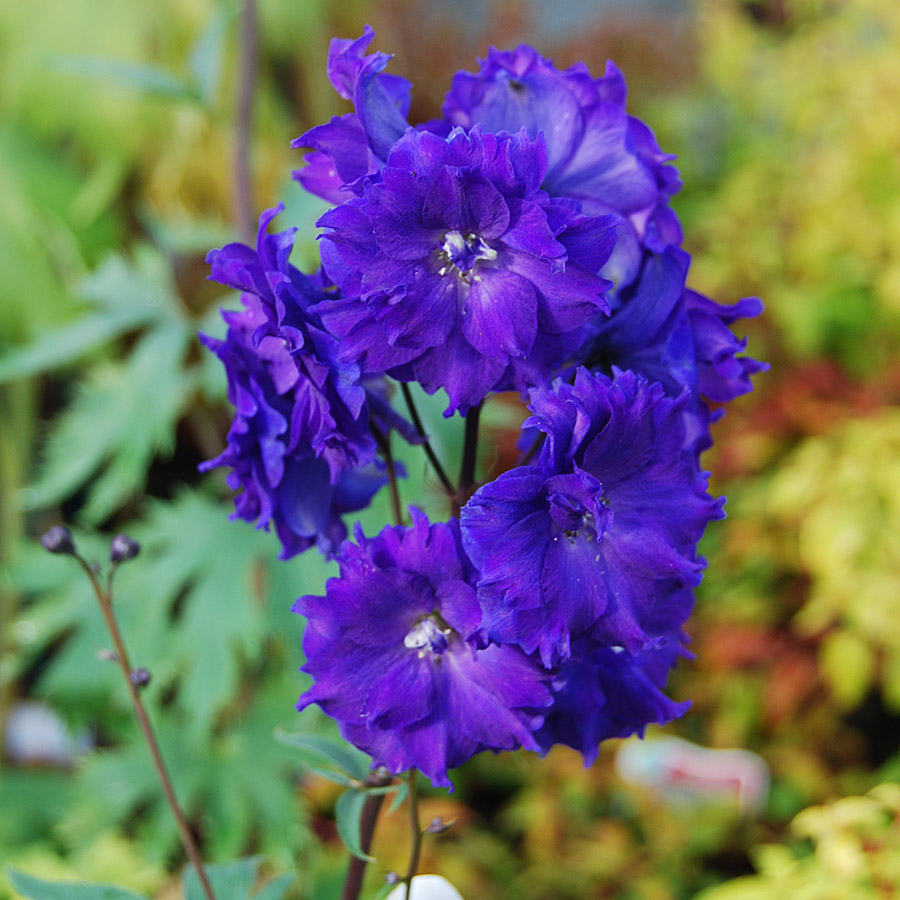 Delphinium Magic Fountains