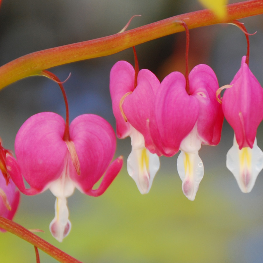 Dicentra spectabilis 'Cupid'