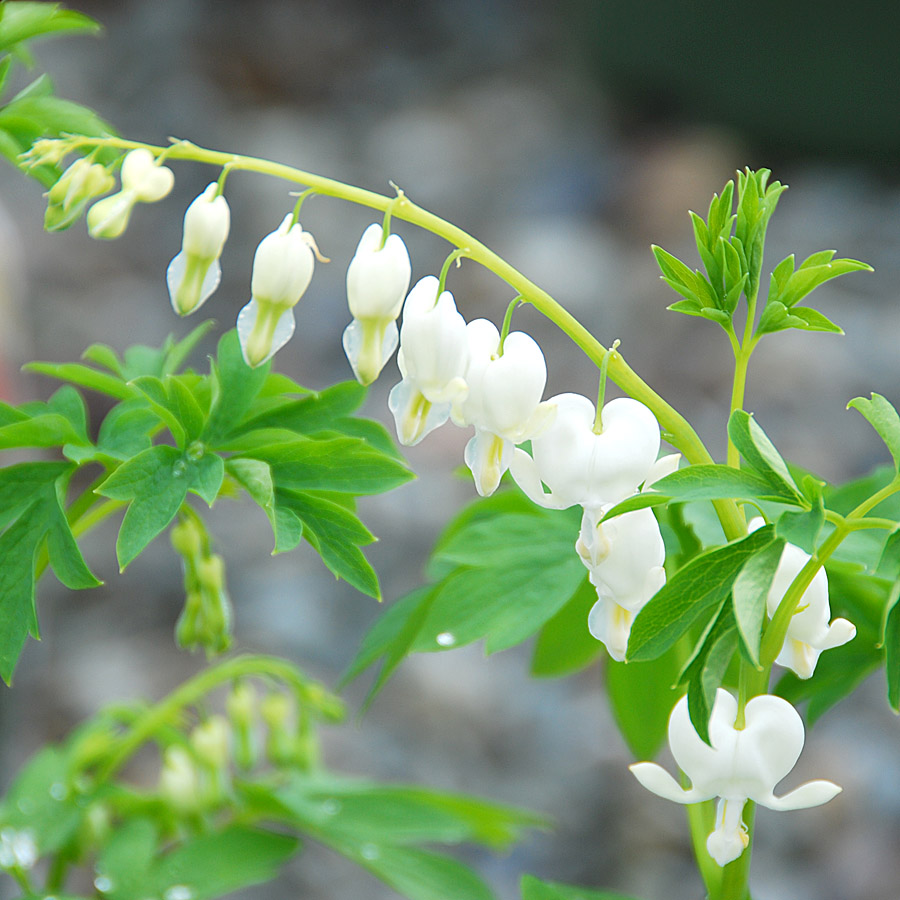 Dicentra spectabilis alba 