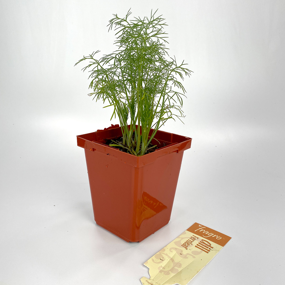 Dill Fernleaf 4in