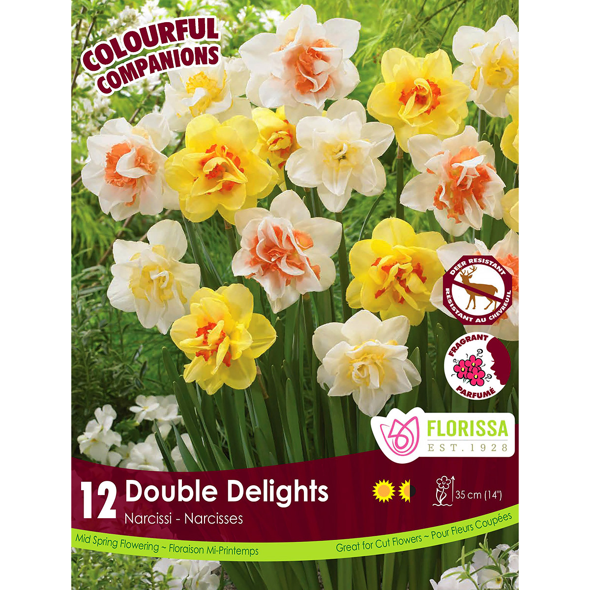 Colorful Companions Narcissus 'Double Delights'  Bulbs 12PK 