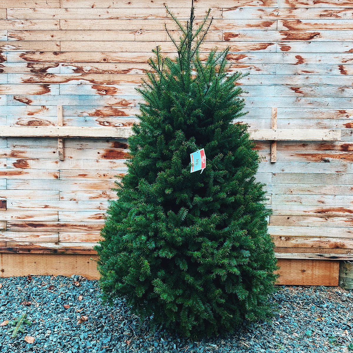 CUT Christmas Tree Douglas Fir 45ft Christmas Trees Arts Nursery