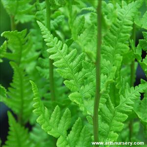 Dryopteris affinis 'Polydactyla Dadds'