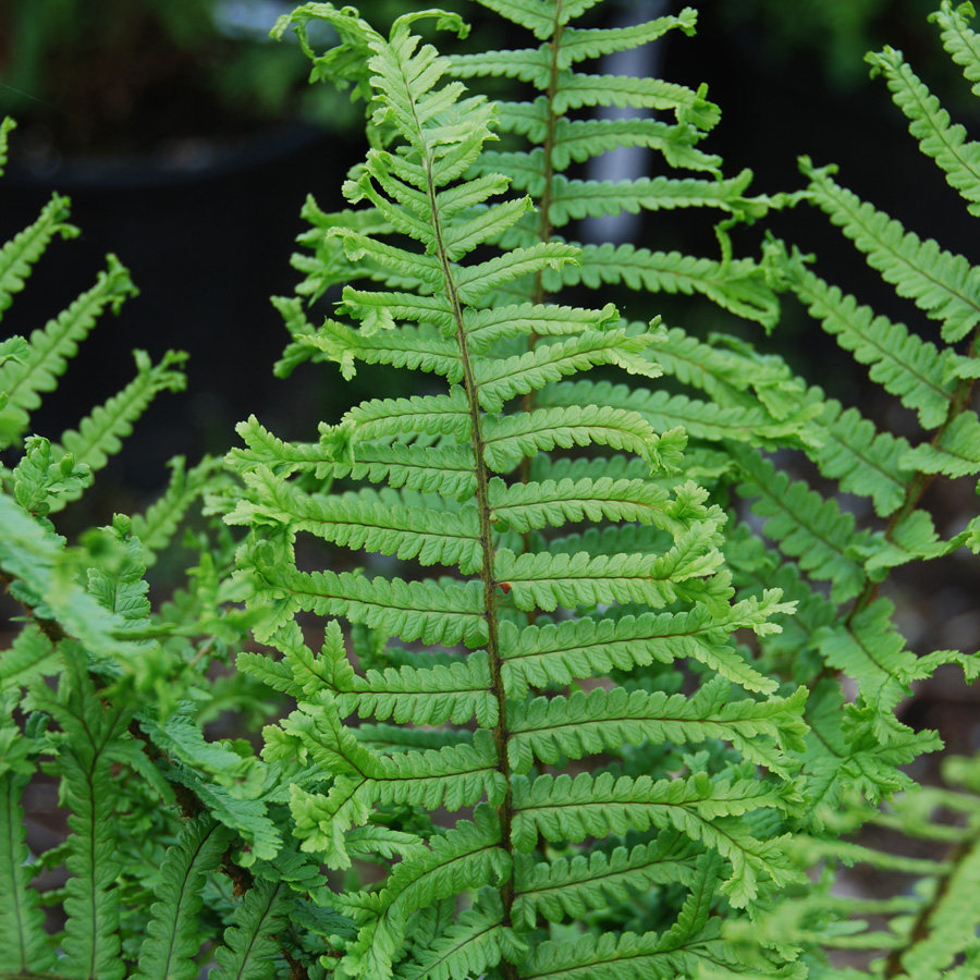 Dryopteris affinis cristata 'The King'