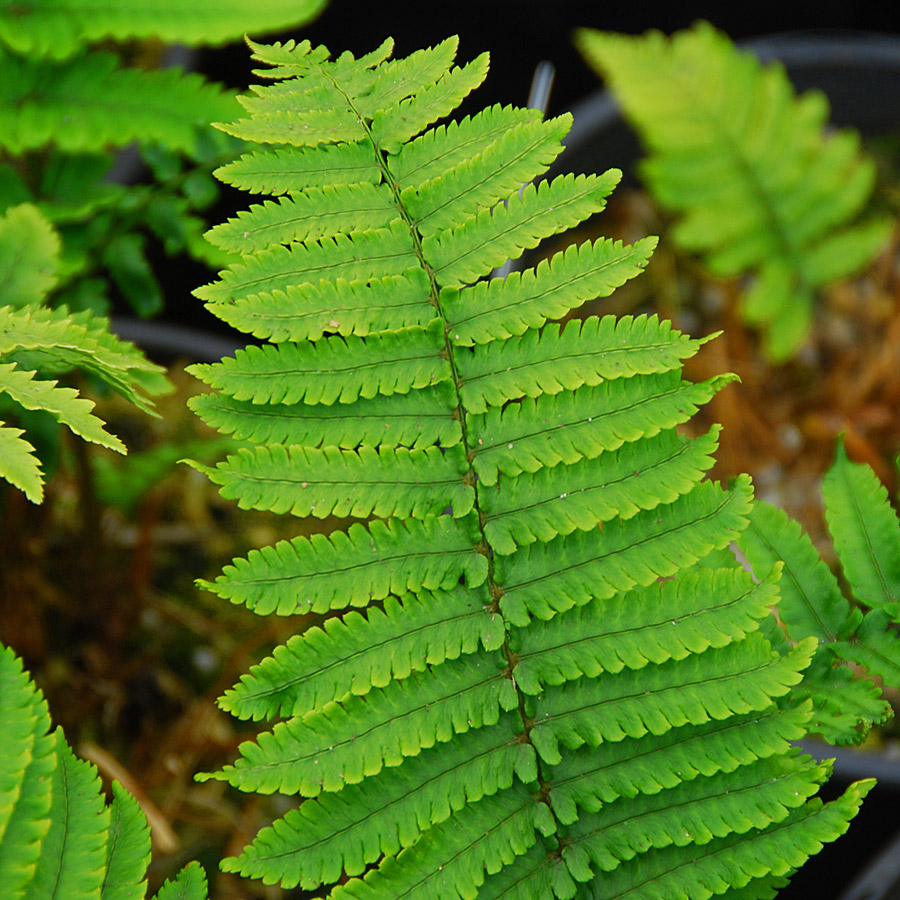 Dryopteris atrata