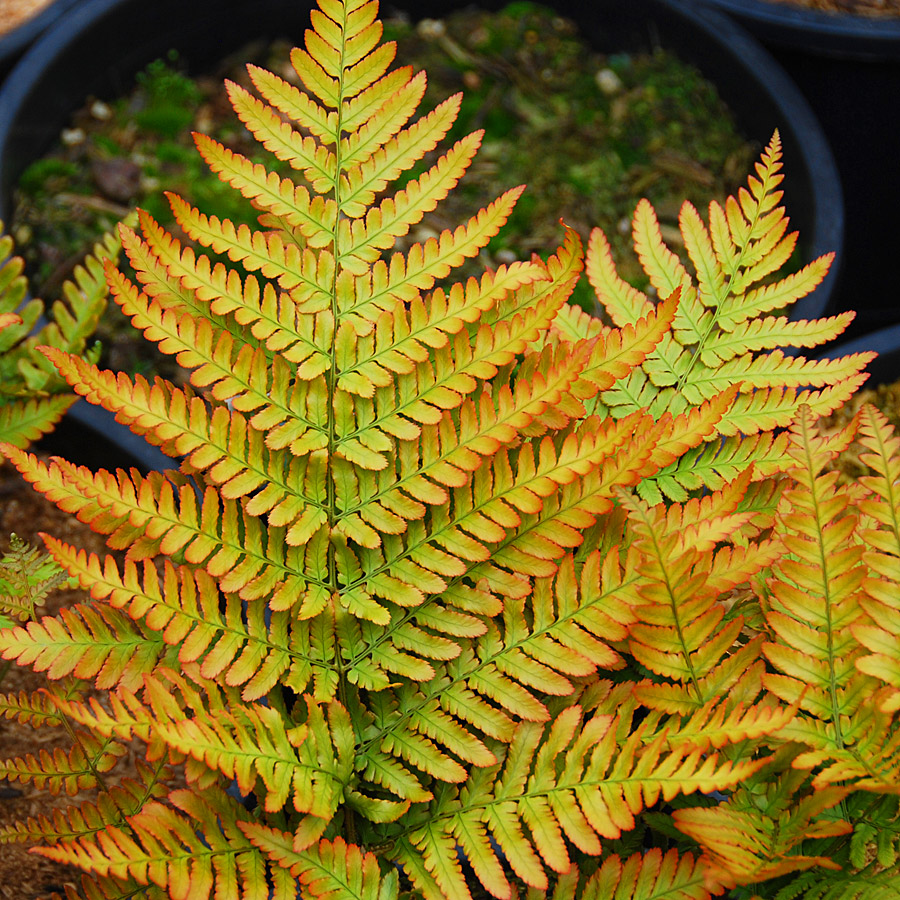 Dryopteris erythrosora 