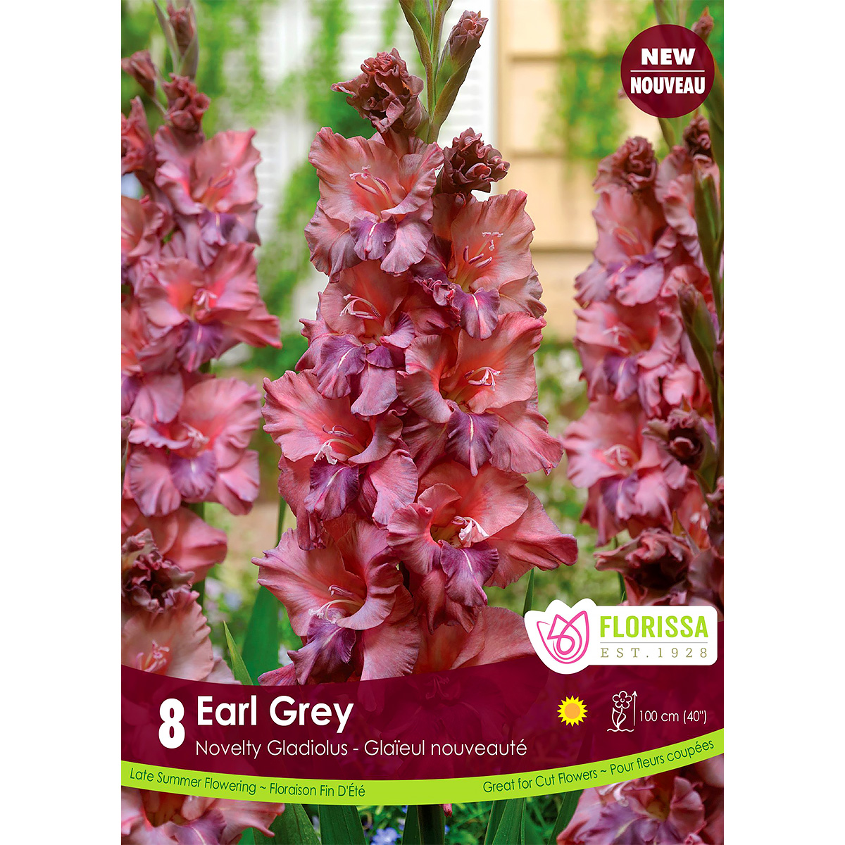 Gladiolus Novelty Dutch 'Earl Grey'  Bulbs  