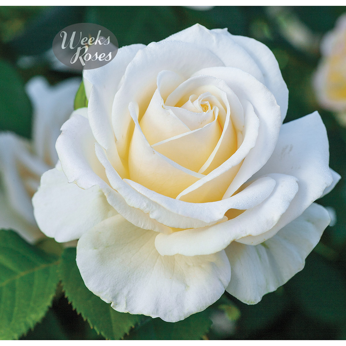 Rosa 'Easy Spirit'