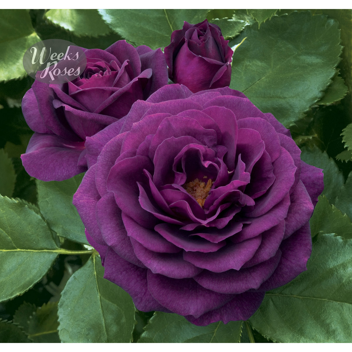 Rosa 'Ebb Tide' 