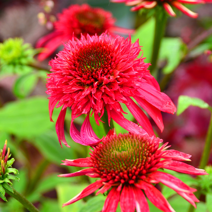 Echinacea purpurea 'Double Scoop Raspberry'