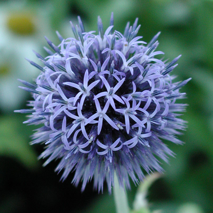 Echinops_ritro_VietchsBlue.jpg