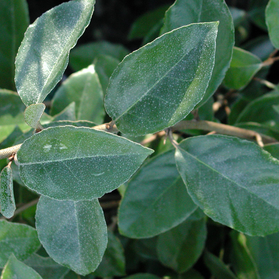 Elaeagnus ebbingei 