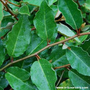 Elaeagnus x ebbingei