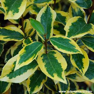 Elaeagnus ebbingei 'Gilt Edge'