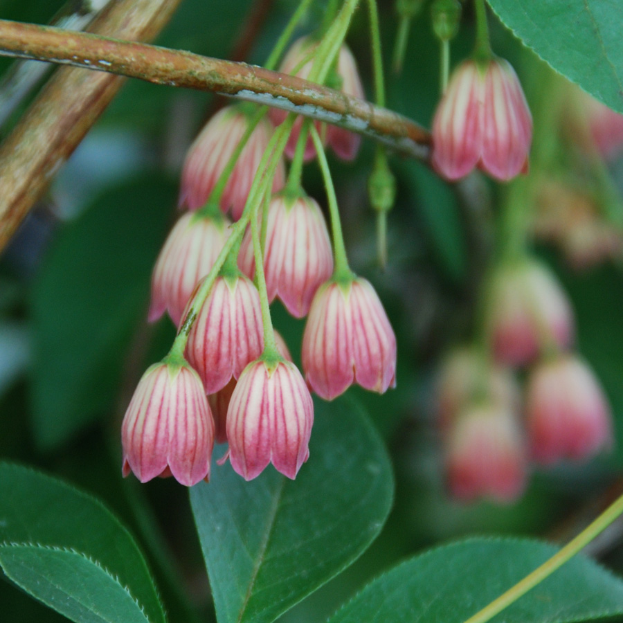 Enkianthus campanulatus