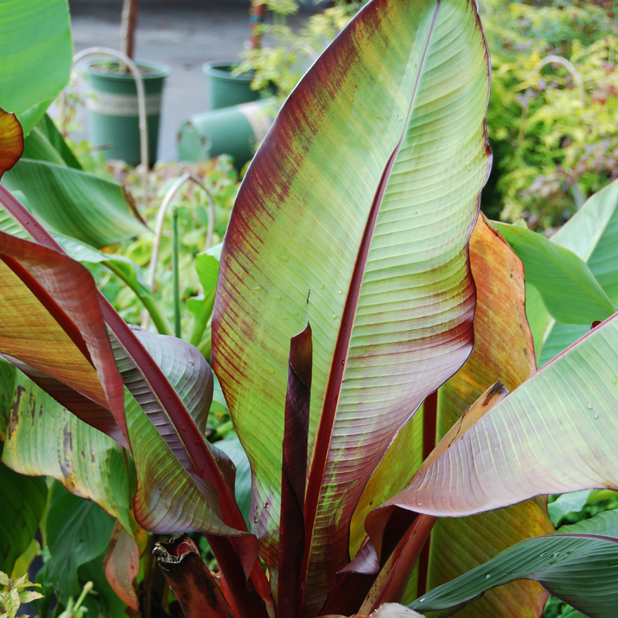 Ensete maurelii