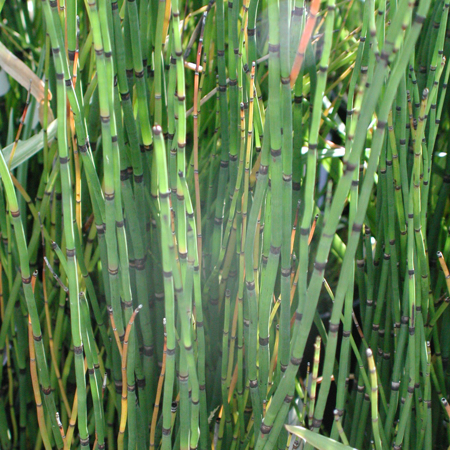 Equisetum hyemale