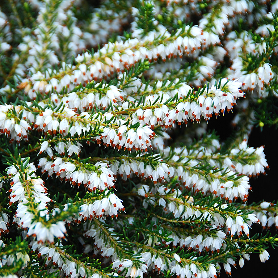 Erica X darleyensis 'Alba'