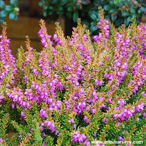 Erica X darleyensis 'JH Brummage'