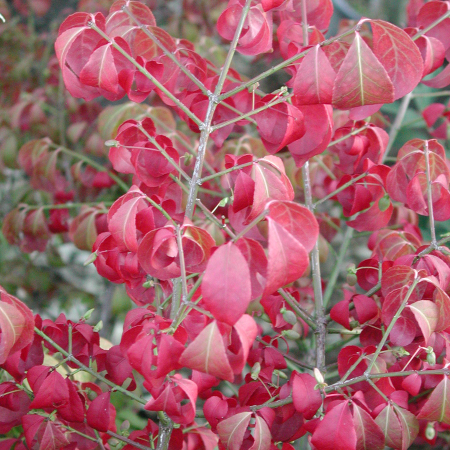 Euonymus alatus compacta 