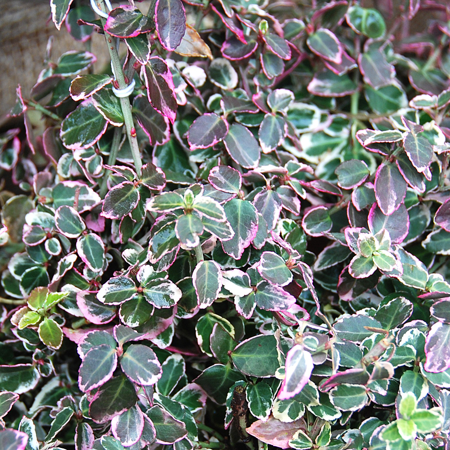 Euonymus 'Emerald Gaiety'