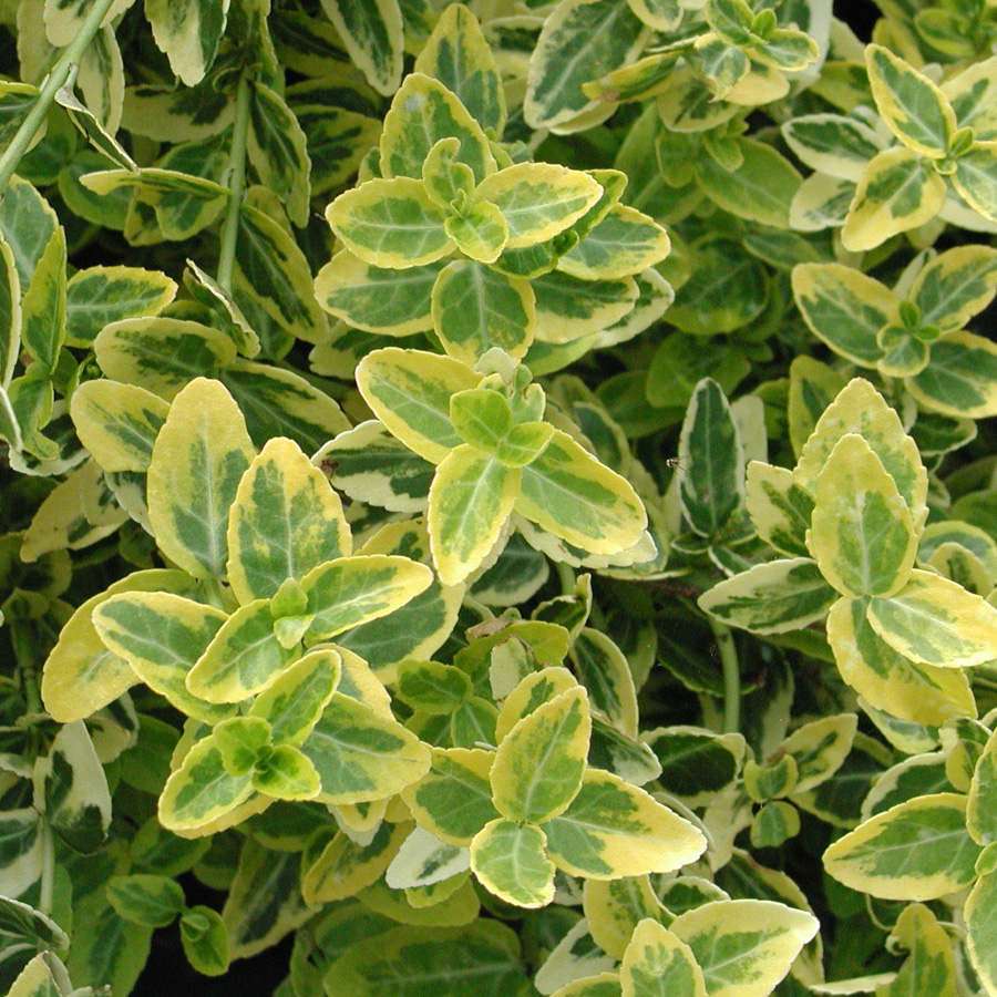 Euonymus_fortunei_EmeraldandGold.jpg