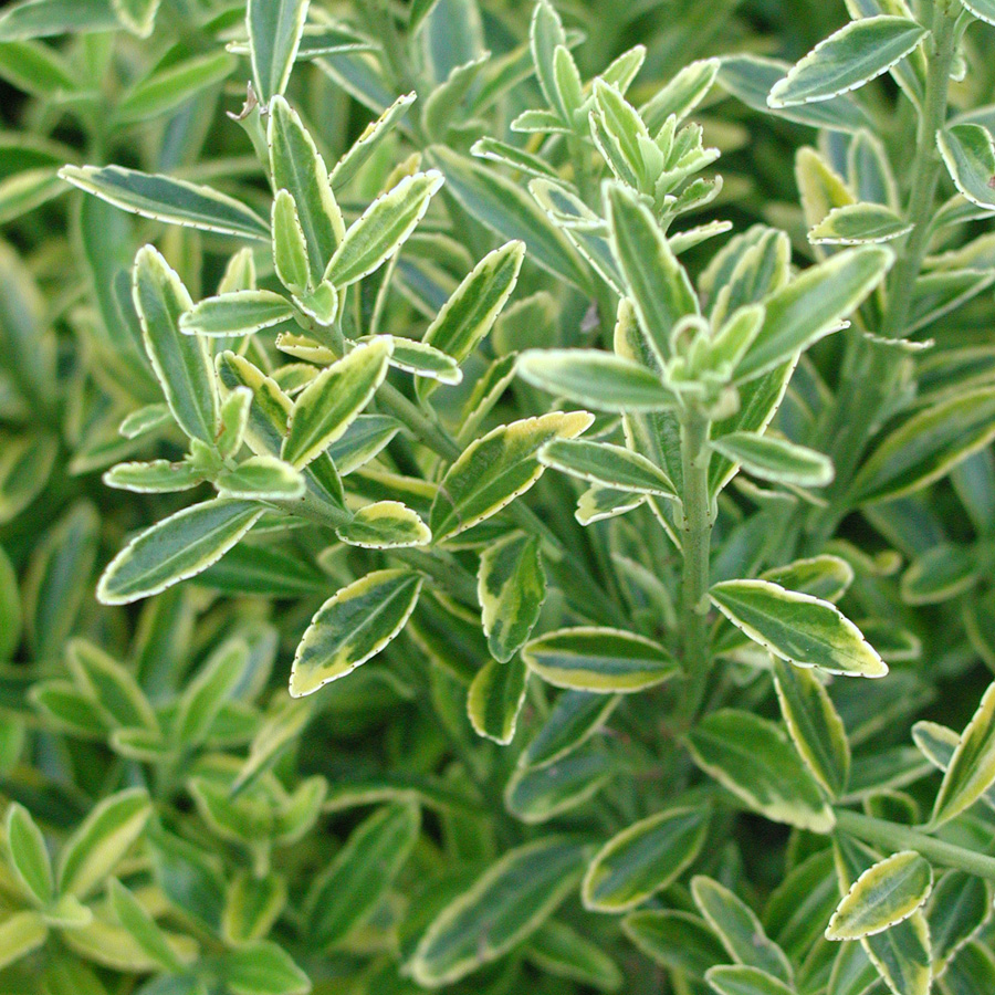 Euonymus_japonica_MicrophyllusAureaVariegatus.jpg