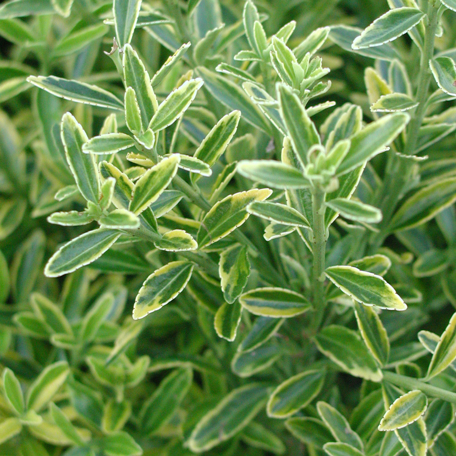 Euonymus japonicus micro variegatus