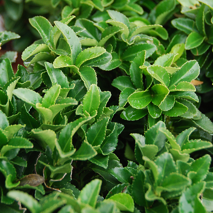 Euonymus japonicus 'Green Spire'