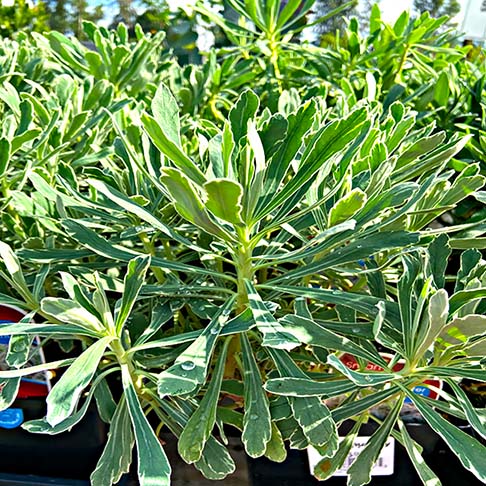 Euphorbia characias ‘Silver Swan'