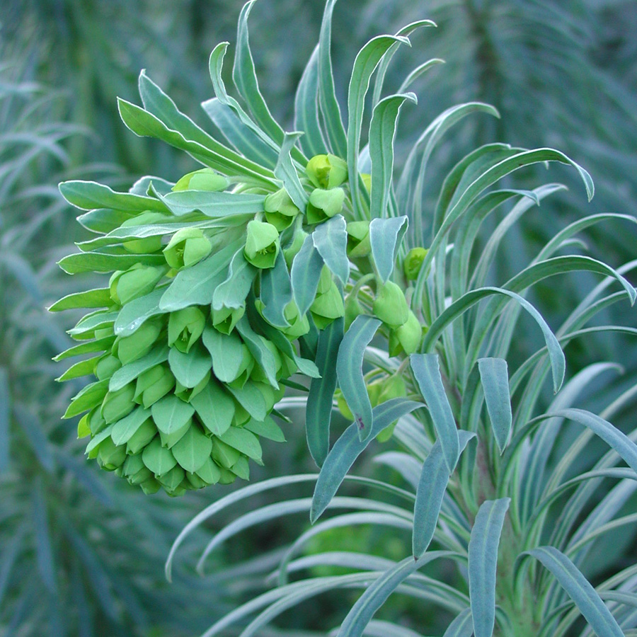 Euphorbia characias 'Wulfenii'