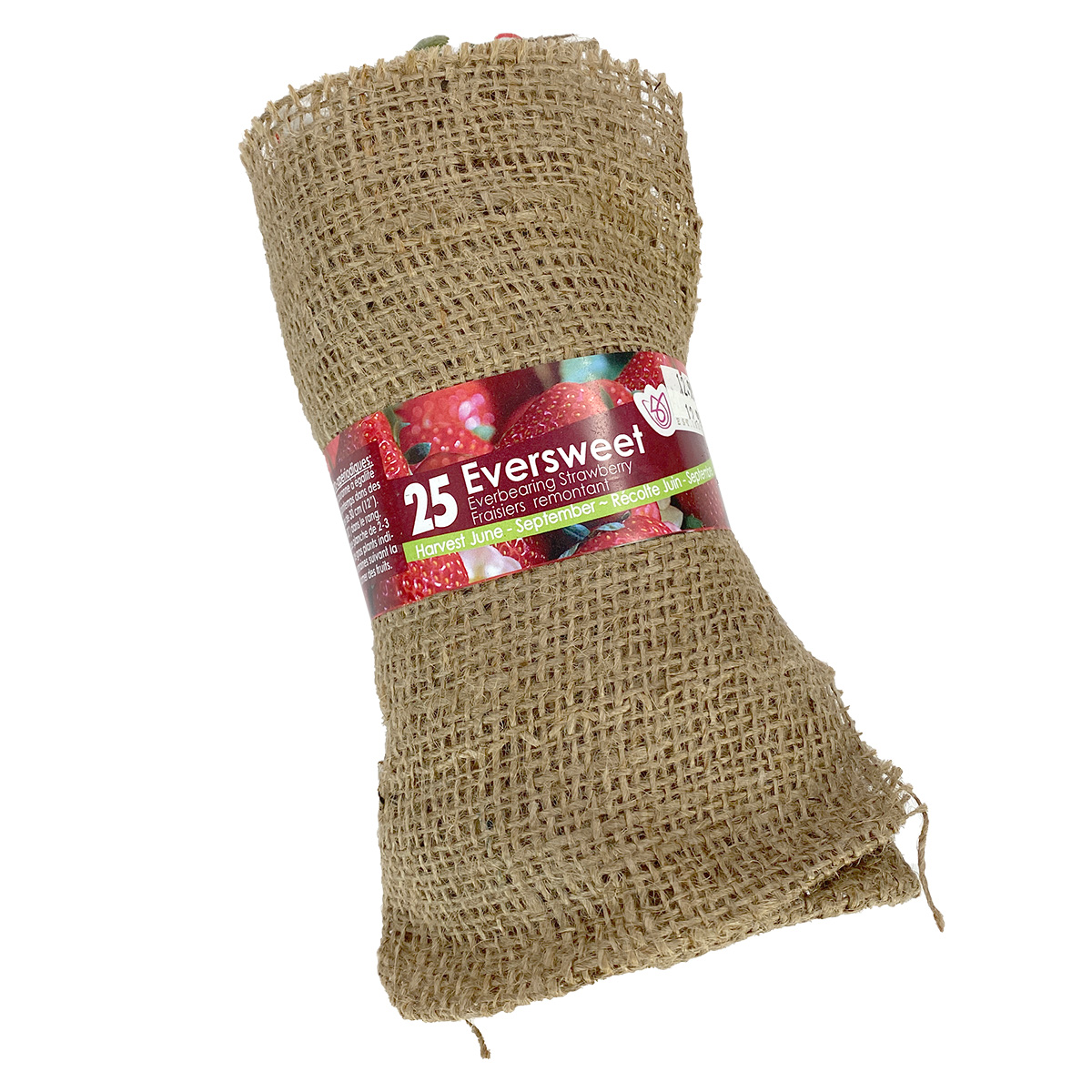 Strawberry 'Eversweet' Roots 25- Burlap