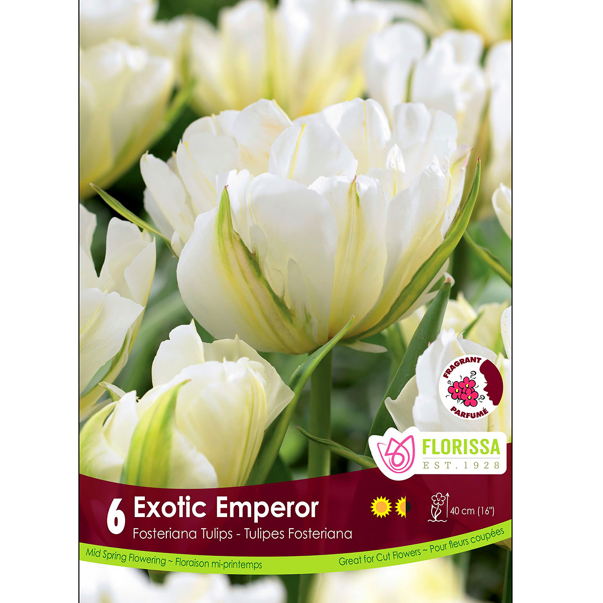 Tulipa 'Exotic Emperor' Bulbs 6Pk