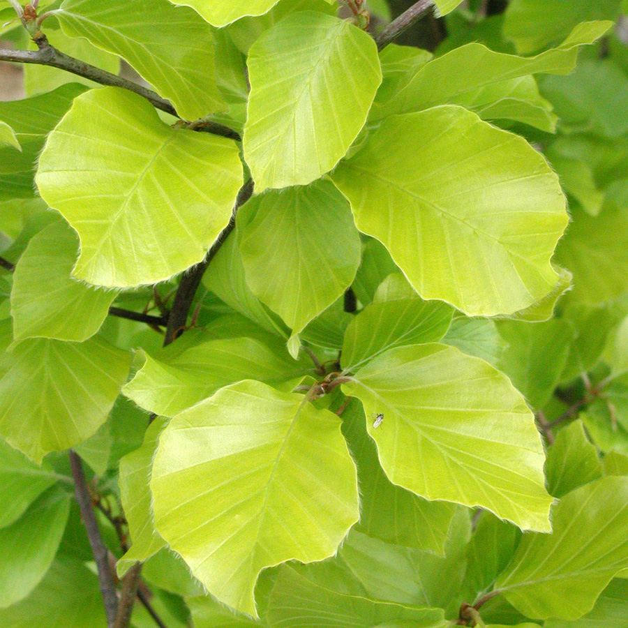 Fagus sylvatica 'Dawyck Gold'