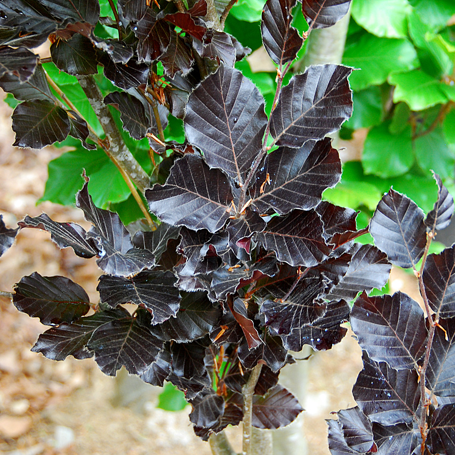 Fagus sylvatica 'Dawyck Purple'