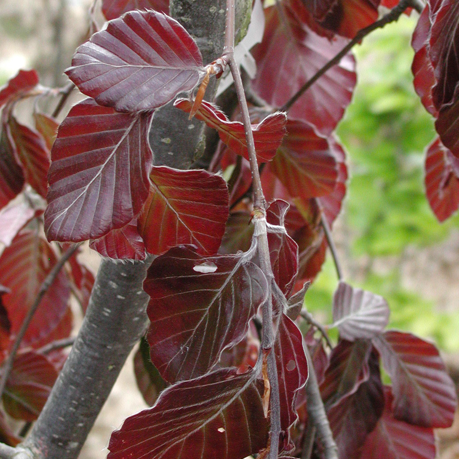 Fagus_sylvatica_PurpleFountain.jpg