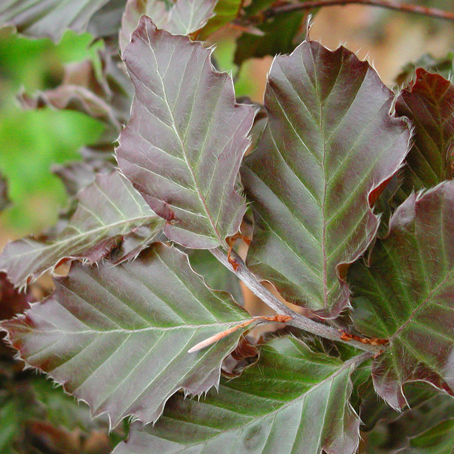 Fagus sylvatica 'Red Obelisk'