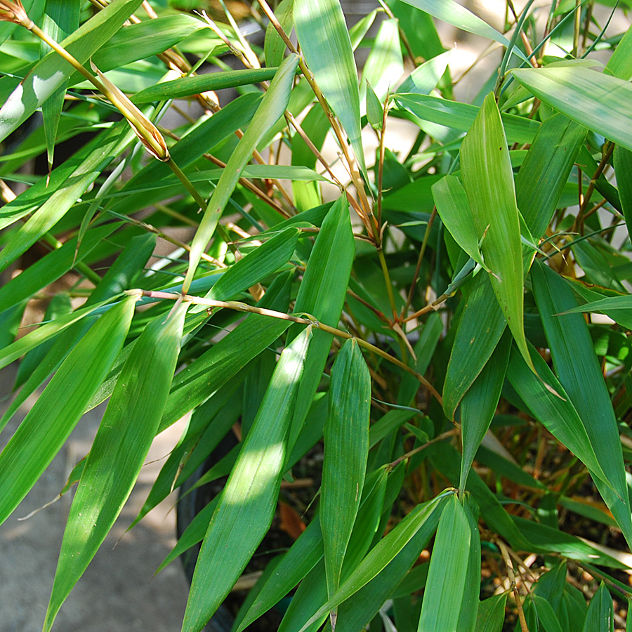 Fargesia_robusta_Wenchuan.jpg