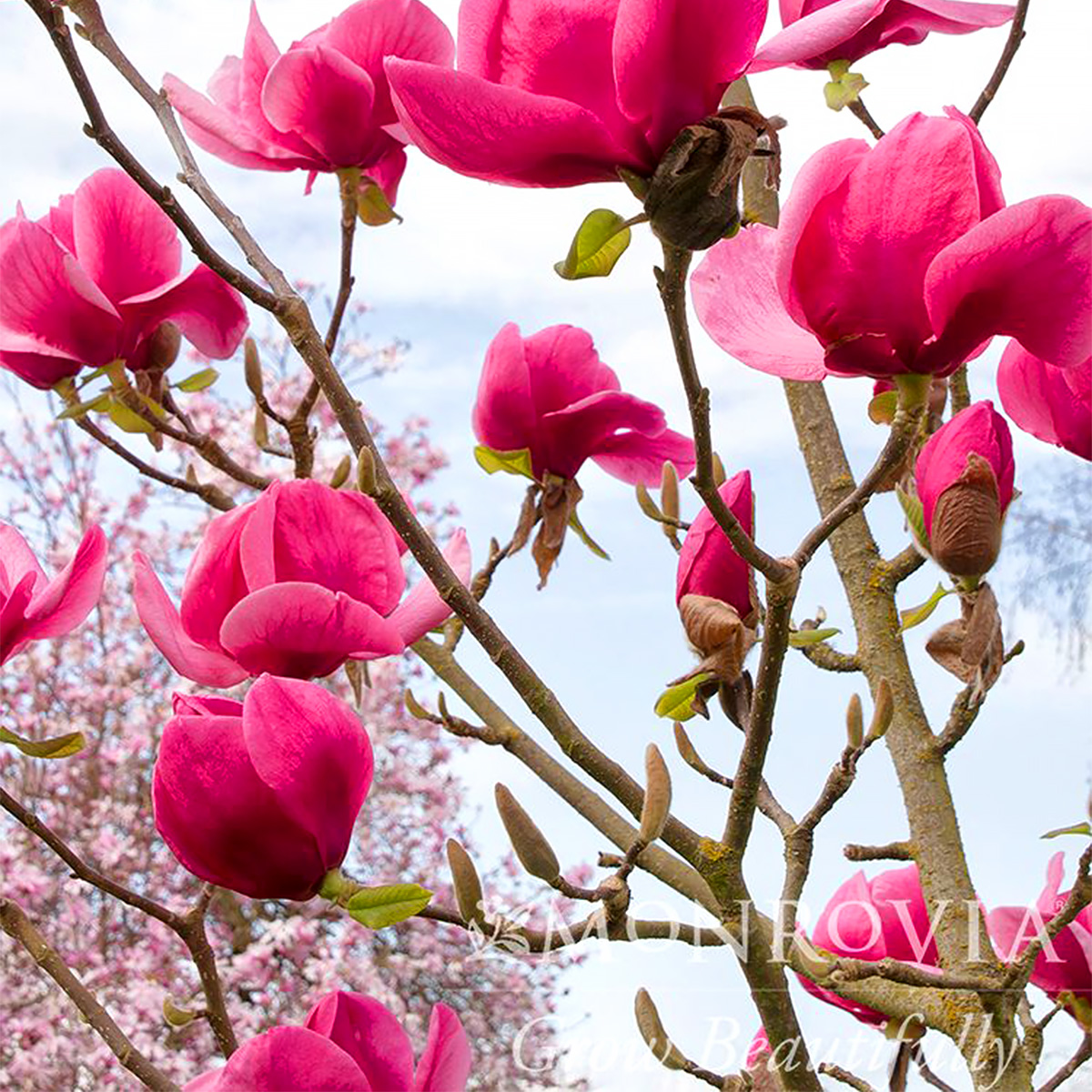 Magnolia 'Felix'