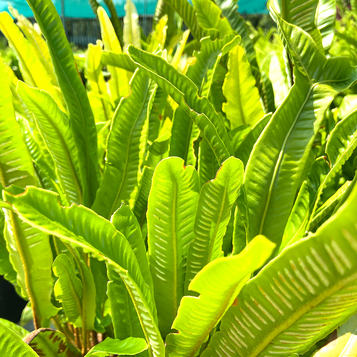 Asplenium scolopendrium