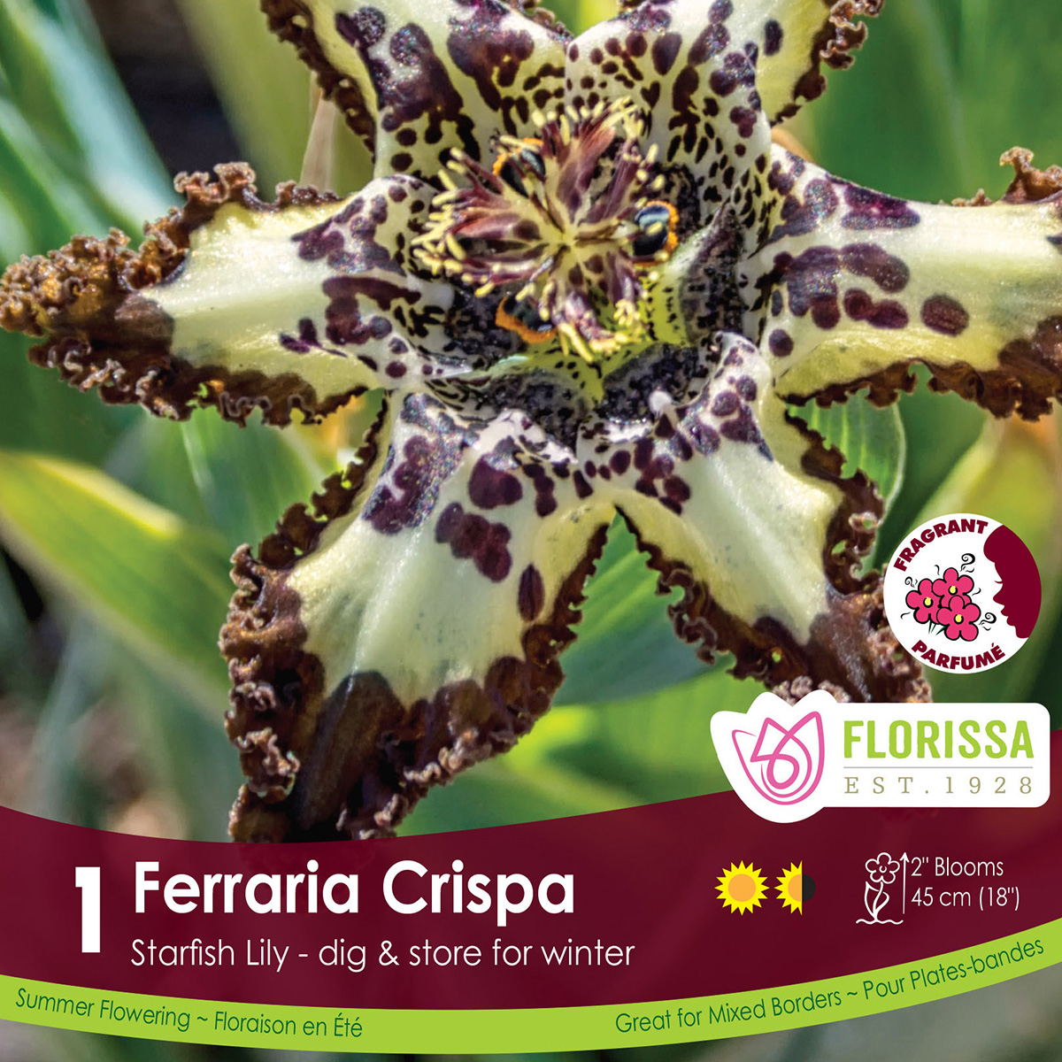 Ferraria crispa 'Starfish Iris'