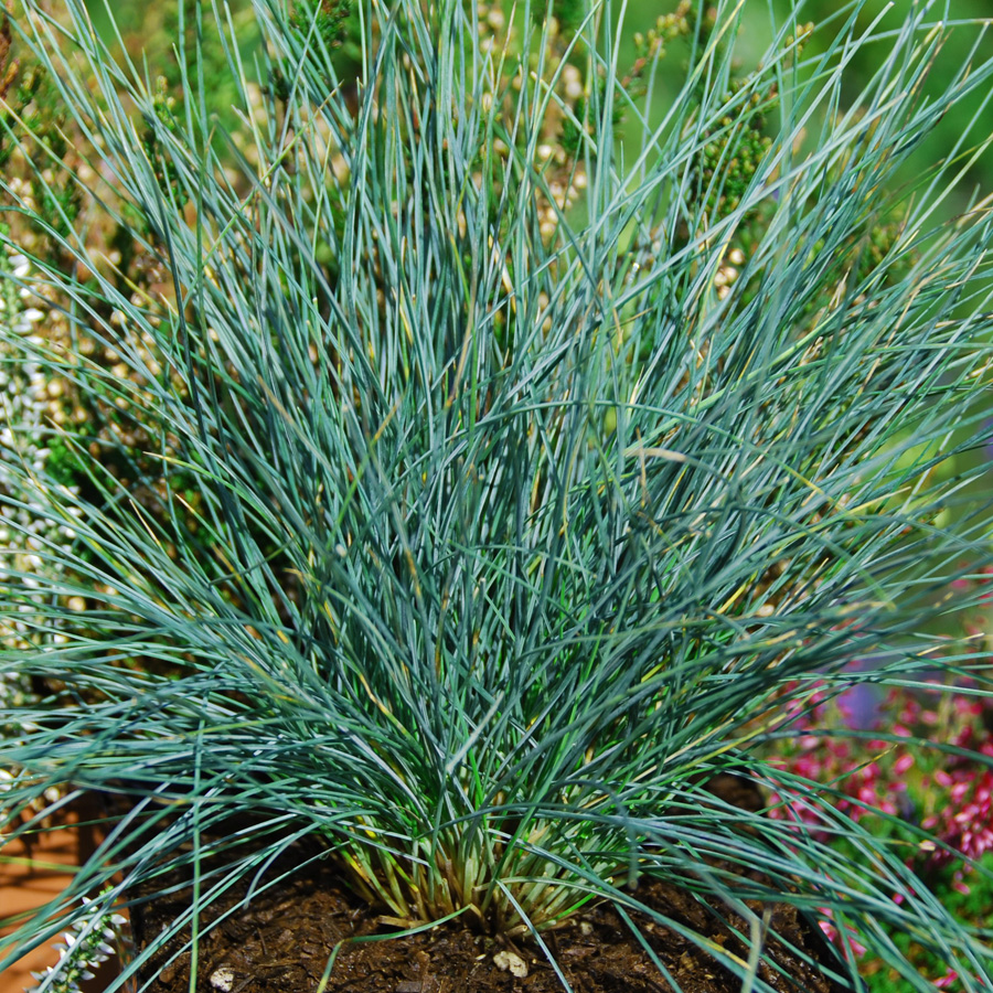 Festuca_glauca_SiskyouBlue.jpg